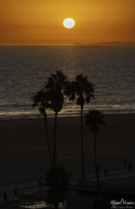 Silhouetted palm trees against a glowing sunset over Santa Monica Beach